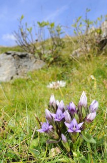 Dolomitian Gentian