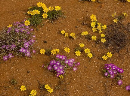 Lichtenstein's Gazania