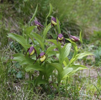 Flowering yellow lady's slipper orchid