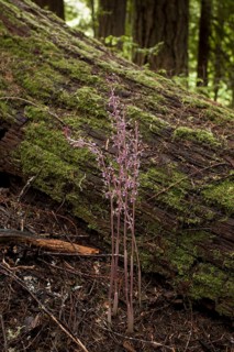 Western Coralroot