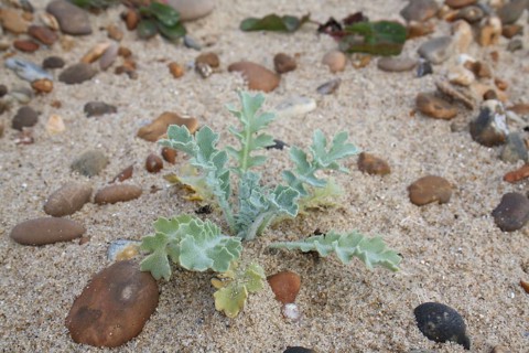 Yellow-horned poppies