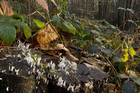 Candle-snuff Fungus