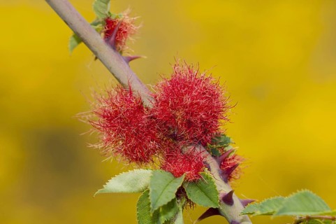 Robin's Pincushion