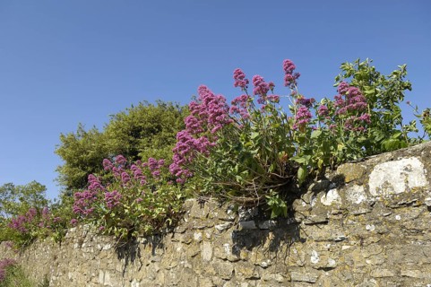 Red red valerian