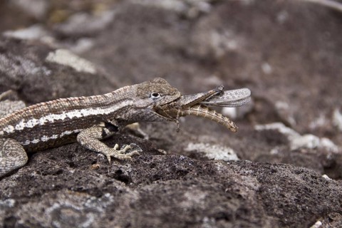 Lava Lizard