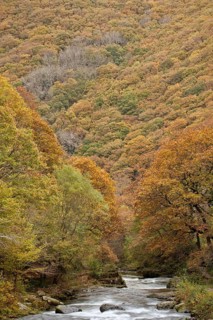 View of river and autumn coloured woodland covering steep valley sides
