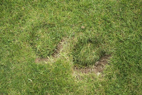 Horse hoof prints on a garden lawn
