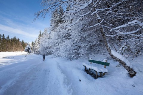Winter landscape