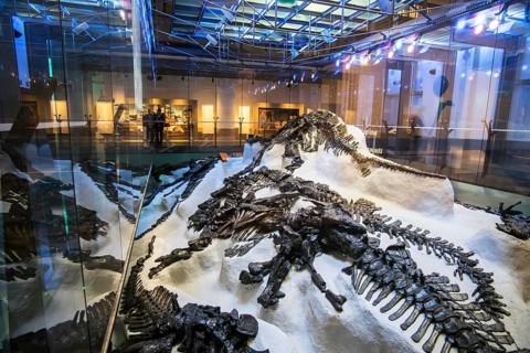 Replica of the discovery of the skeletons of iguanadons in the Bernissart coal mine in 1878 in the Royal Belgian Institute of Natural Sciences