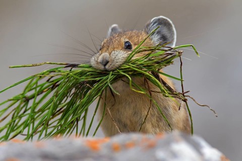 American pika