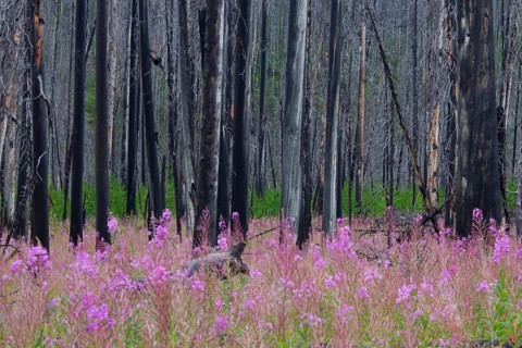 Fireweed