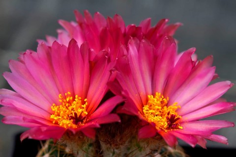 Parodia uebelmannianus