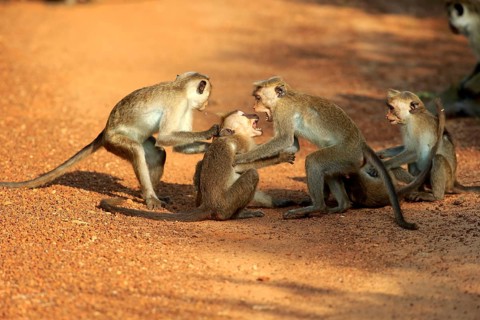 Red monkey