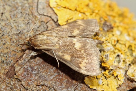 Corn worm