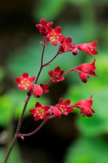 Alumroot