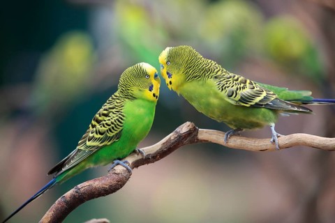 Budgerigar