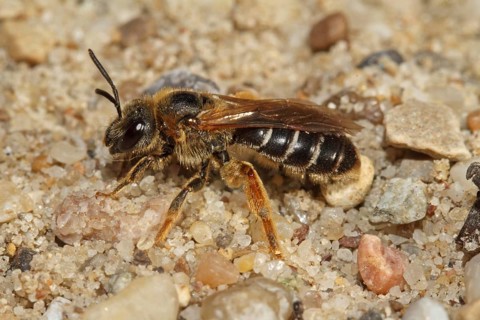 Furrowing bee