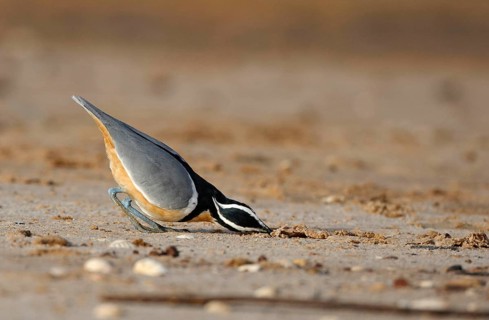 Egyptian egyptian plover