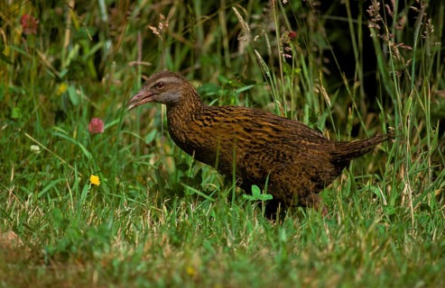 Weka