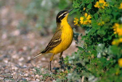 Black-headed Wagtail