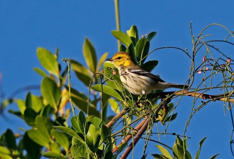 Black-throated green warbler