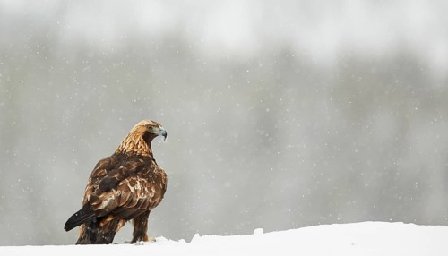 Golden eagle