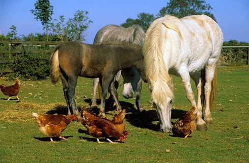 Horse