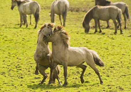 Konik domestic stallion