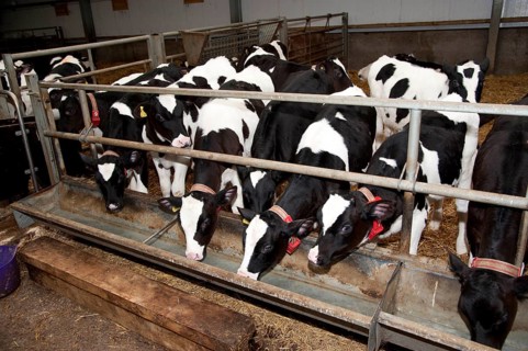 Dairy cattle
