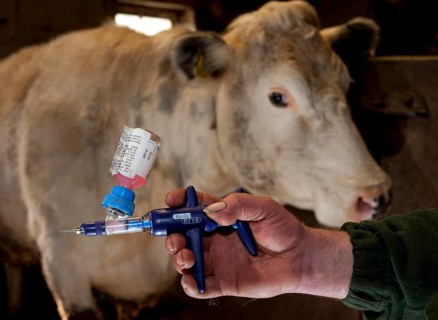 Cattle farming