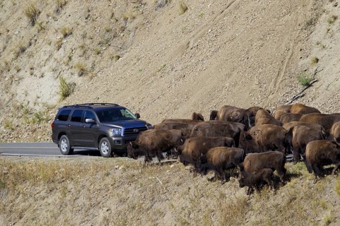 North American Bison