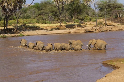 African elephant