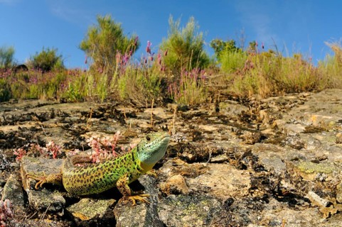Schreiber's Green Lizard