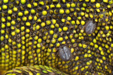Western green lizards