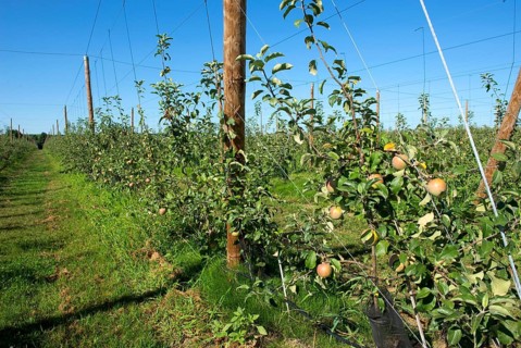 Young cordon apples ripening on the trees near Sainte-Foy-la-Grande