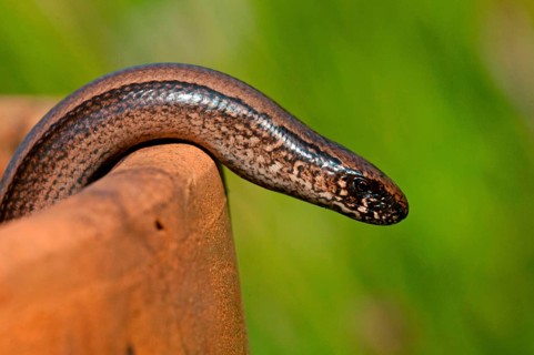 Slow-worm
