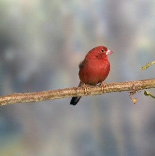 Red-billed firefinch