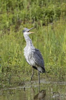 This juvenile grey heron was dive-bombed by black-headed gulls. Lackford Lakes Suffolk