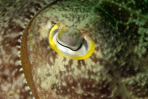 Broadclub cuttlefish