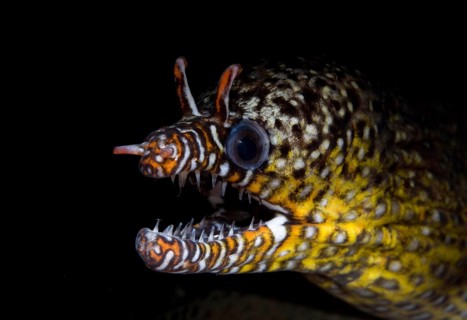Dragon Moray Eel
