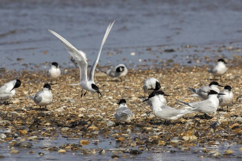 Sandwich tern flies with sand eel over other birds on pebble spit at Scolt Head Island