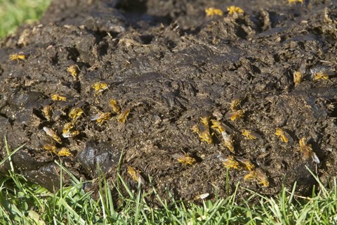 Yellow dung fly