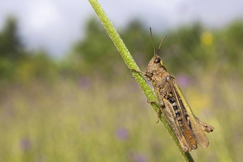 Common Green Grasshopper