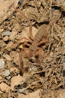 European Sun-spider