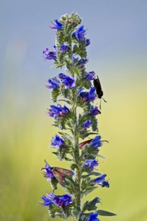 Six-spot burnet