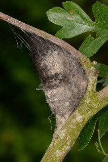 Lappet
