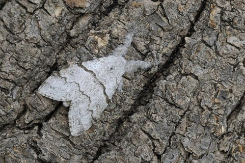 Pale tussock