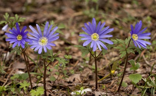 Greek Windflower