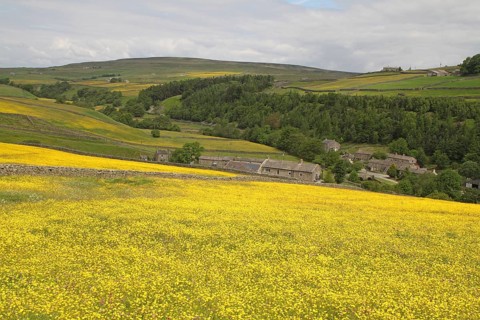 View of upland meadows with Meadow Buttercup