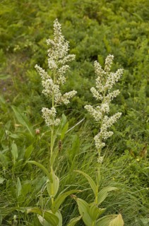 White False Helleborine